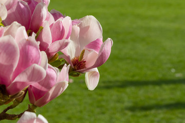 Magnolia blooms in front of a green British lawn in Spring