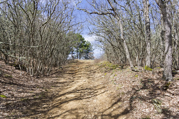 A dirt road in a mountain forest. Crimea.
