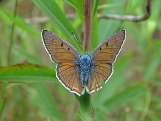 Niebieskobrązowy motyl na liściu