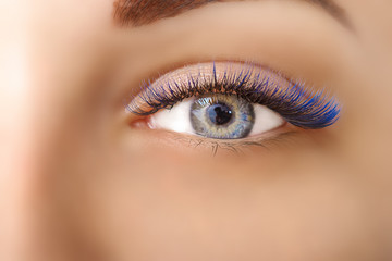 Obraz premium Eyelash Extension Procedure. Woman Eye with Long Blue Eyelashes. Ombre effect. Close up, selective focus.