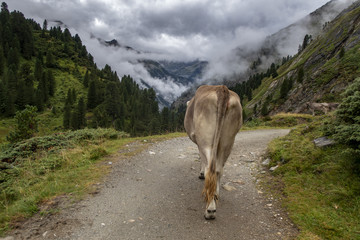 Kuh von hinten in den Alpen