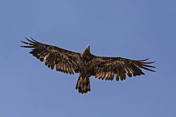 Bird juvenile bald eagle soars high above