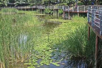 Fototapeta na wymiar 연못