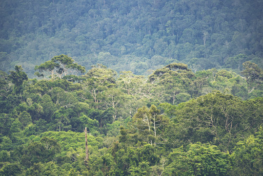 the layers of mountain, tropical forest field, vintage filter image © chokniti