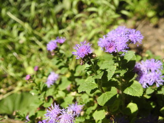 purple flowers