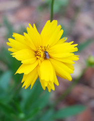 Flower Sulfur Cosmos on flowerbed in summer park, closeup.