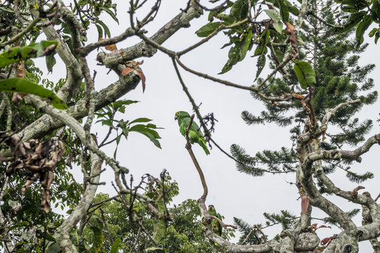 loro en su casa