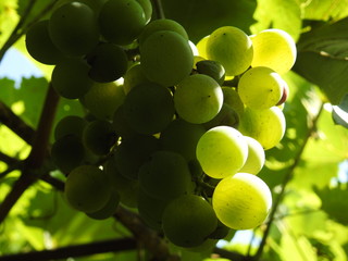 green grapes