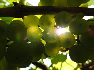 macro grapes