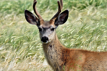 Young Deer in Grain Field 