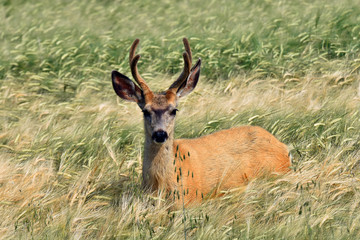 Young Deer in Grain Field 