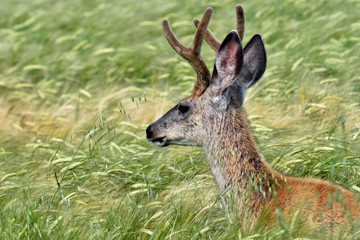 Young Deer in Grain Field 