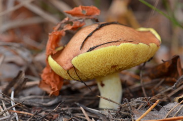 Mushroom oilseed in the forest in autumn
