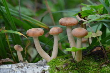 Mushroom honey agaric in the forest in autumn