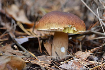 white mushroom in the forest in autumn