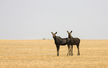Prairie Moose Saskatchewan