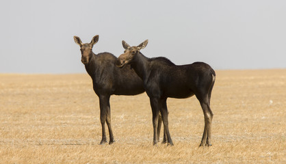 Prairie Moose Saskatchewan