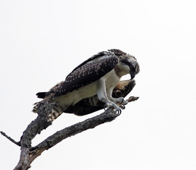 balbuzard pêcheur