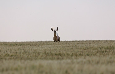 Prairie Mule Deer