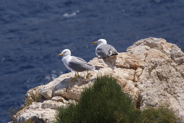 Pareja de gaviotas patiamarillas posadas sobre rocas de acantilado en día soleado de verano en mar mediterráneo azul marino en isla sa Dragonera, Islas Baleares, España.