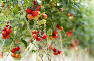 Tomatoes growing in greenhouse