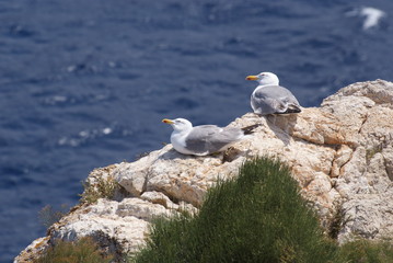 Pareja de gaviotas patiamarillas posadas sobre rocas de acantilado en d&iacute;a soleado de verano en mar mediterr&aacute;neo azul marino en isla sa Dragonera, Islas Baleares, Espa&ntilde;a.