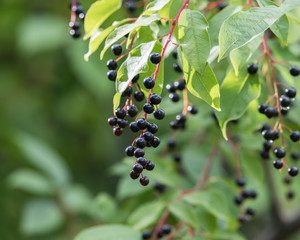 Ripe Chokecherries