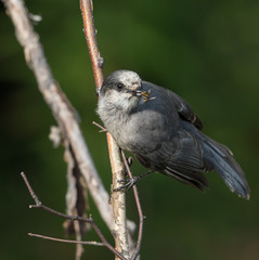 Gray Jay eating a Yellow Jacket
