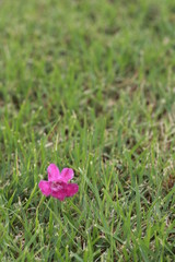 Close up pink flower on grass ground