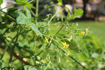 green leaves of a tomato plant