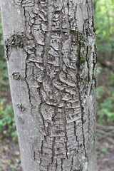 interesting bark pattern