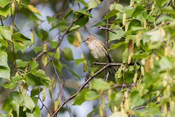 Immature Yellow-rumped Warbler