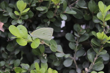 Mariposa verde