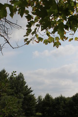 blue sky and clouds through trees