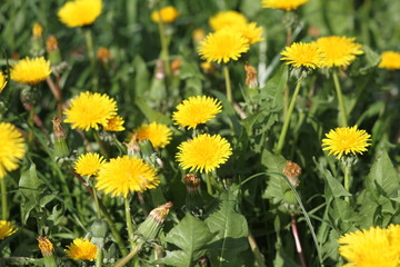 Одуванчики