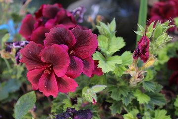 Flor Violeta