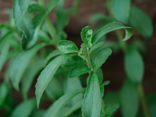 Stevia