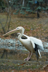 Great white or oriental pelican.(Pelecanus onocrotalus). A bird in a park in autumn in Eastern Europe Ukraine. Bird watching in the city