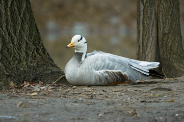  Bar-headed goose (Anser indicus)  restingn in  near the pond. A bird in a park in autumn in Eastern Europe Ukraine.  Bird watching in the city.