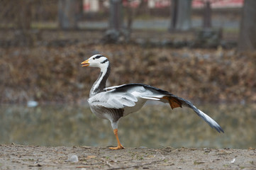 Bar-headed goose (Anser indicus)  poses standing on one leg, stretching the wing in  near the pond. A bird in a park in autumn in Eastern Europe Ukraine.  Bird watching in the city.