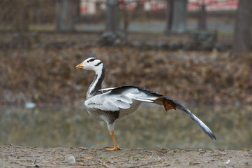 Bar-headed goose (Anser indicus)  poses standing on one leg, stretching the wing in  near the pond. A bird in a park in autumn in Eastern Europe Ukraine.  Bird watching in the city.