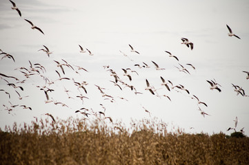 Soybean harvest 