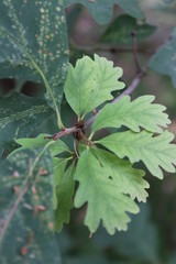 baby oak leaves