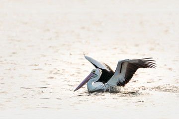 Pelican landing on the water, Lake Illawarra, NSW, Australia
