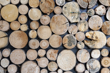 Fototapeta premium Wandverkleidung mit Holzscheiben unterschiedlicher Größe
