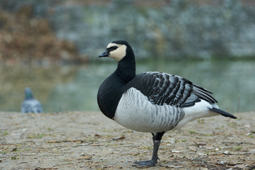 Barnacle Goose (Branta leucopsis) in  near the pond. A bird in a park in autumn in Eastern Europe Ukraine.  Bird watching in the city.