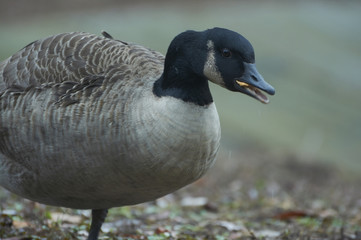 Canadian goose or Branta in  near the pond. A bird in a park in autumn in Eastern Europe Ukraine.  Bird watching in the city