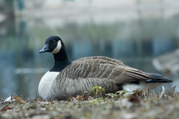 Canadian goose or Branta restingn in  near the pond. A bird in a park in autumn in Eastern Europe Ukraine.  Bird watching in the city