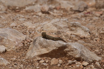 Lagartija balear de color marrón y verde pardo sobre roca en día soleado de verano en Parque Natural de isla sa Dragonera, Islas Baleares, España.