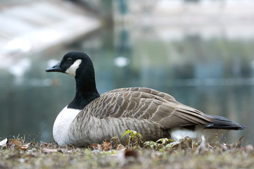Canadian goose or Branta restingn in  near the pond. A bird in a park in autumn in Eastern Europe Ukraine.  Bird watching in the city